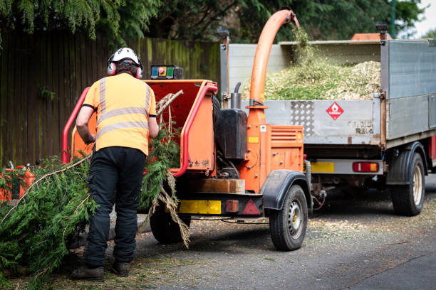 Best Stump Grinding and Removal  in Kotlik, AK